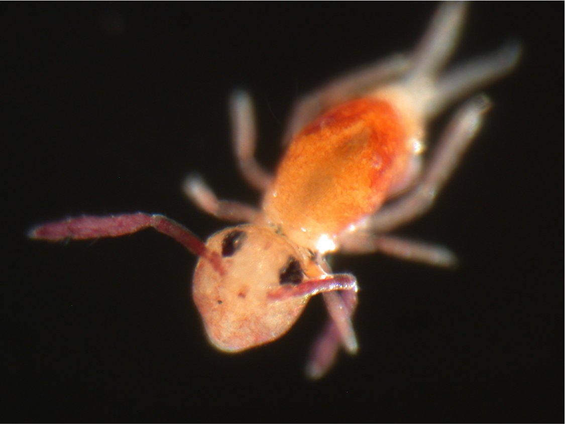 Soil Organisms (@soilorganismsj) on Twitter photo 📣Welcome to the official X account for the journal Soil Organisms! We are excited to share new, hot articles from the journal and highlights. Check out our website for the latest issue!
soil-organisms.org/index.php/SO
<a href="/Senckenberg/">SENCKENBERG</a> <a href="/geobiodiversity/">Senckenberg Research</a> <a href="/EisenhauerLab/">Eisenhauer Lab</a> <a href="/AntonCollembola/">Anton Potapov</a> 📣Welcome to the official X account for the journal Soil Organisms! We are excited to share new, hot articles from the journal and highlights. Check out our website for the latest issue!
soil-organisms.org/index.php/SO
<a href="/Senckenberg/">SENCKENBERG</a> <a href="/geobiodiversity/">Senckenberg Research</a> <a href="/EisenhauerLab/">Eisenhauer Lab</a> <a href="/AntonCollembola/">Anton Potapov</a>