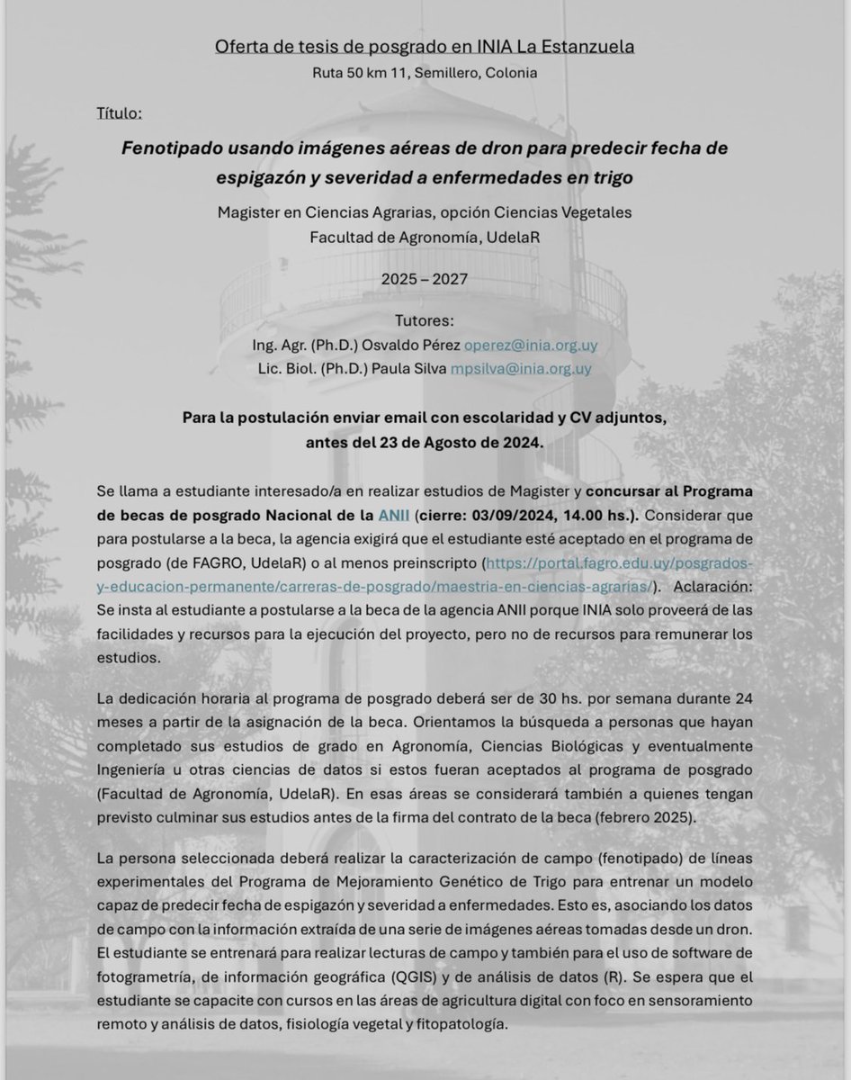 🚨🔔‼️Estas con ganas de hacer una Maestría en 🇺🇾? Unite a nuestro equipo, tenemos una tesis que te esta esperando 🌾🧑🏽‍💻👩🏼‍💻👨🏼‍💻 <a href="/INIA_UY/">INIA URUGUAY</a> #drones #trigo