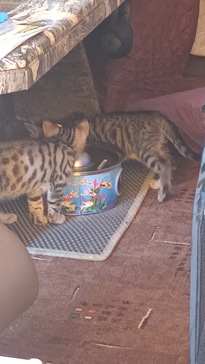 Bei der Hitze ist der Brunnen sooo 😎