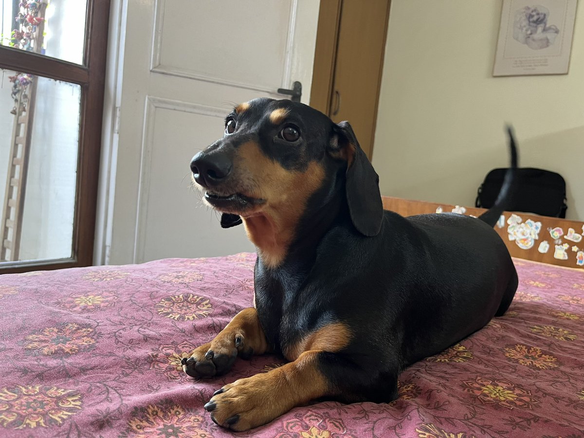 LuckysLife3's tweet photo. Me after realising mother is clicking photos of me 

#dogmeme #dog #meme #funny #dachshund #puppy #doglove #doglife #dogblog https://t.co/zxaKhdyB7I