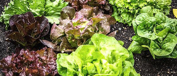 LandscapeInCO's tweet photo. Tip of the week - Start late-season crops now 
Want your harvest to continue into the fall? Start some leafy greens, herbs, broccoli, and root crops now.  Read the full tip here - https://t.co/mbuS1NjkjG https://t.co/APzsixhjsq