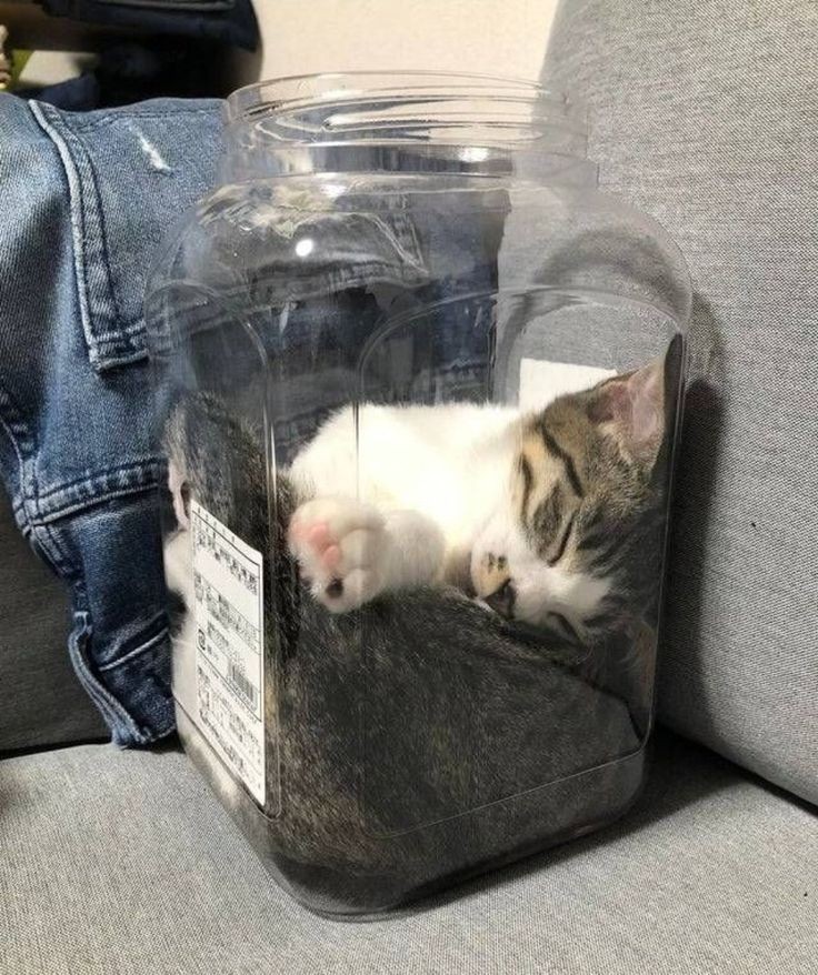 Dont Show Your Cat tweet media