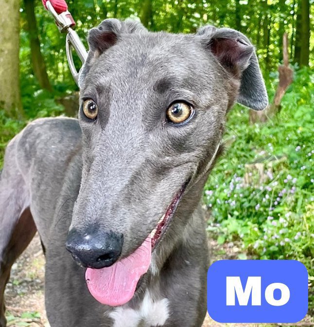 GreyhoundRFife's tweet photo. It’s #FridayBoops from wee Mo(2), a sweet &
adorable blue. Unusual as she has a scattering of snowflakes on her coat & a fuzzy, cute mohawk. A lovely walker, who is inquisitive on walks. She is a social butterfly, who likes to greet & walks well with fellow greys. #AdoptDontShop https://t.co/2BeX04OagX