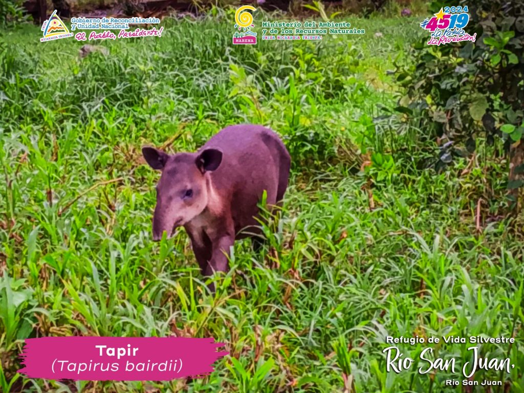 César F. López 🇳🇮 (@csarlpe1525) on Twitter photo 💥🇳🇮Los pobladores de la comunidad San Juanillo, municipio de San Juan de Nicaragua, han sido testigos de la inusual y emocionante visita de juvenil de Tapir (Tapirus bairdii).
<a href="/PrensaPopulr/">Prensa Popular</a>
<a href="/DrSuazo915/">𝙎𝙪𝙖𝙯𝙤 ☭✊🏻🇵🇸</a>
<a href="/NicaSoberana/">Tania la nica soberana</a>
#UnidosEnVictorias #4519LaPatriaLaRevolución 💥🇳🇮Los pobladores de la comunidad San Juanillo, municipio de San Juan de Nicaragua, han sido testigos de la inusual y emocionante visita de juvenil de Tapir (Tapirus bairdii).
<a href="/PrensaPopulr/">Prensa Popular</a>
<a href="/DrSuazo915/">𝙎𝙪𝙖𝙯𝙤 ☭✊🏻🇵🇸</a>
<a href="/NicaSoberana/">Tania la nica soberana</a>
#UnidosEnVictorias #4519LaPatriaLaRevolución