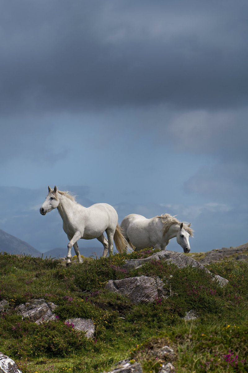 Click to expand … captivated by these 2 beauties. Connemara, Ireland. These recent images be up on my website next week. Link in bio. Many thanks for your continued support. As ever, RTing helps my business. 🫶🏻