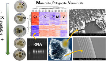 Flavia (@flaviapinzari) on Twitter photo The fungus Paxillus involutus modulated gene expression according to potassium accessibility from minerals and upregulated genes in K-depleted conditions. doi.org/10.1016/j.funb…
<a href="/DiSBAcnr/">DiSBA-CNR</a> <a href="/CNRsocial_/">CNR Consiglio Nazionale delle Ricerche</a> <a href="/BMS_Scientific/">BMS Fungal Biology Research</a> <a href="/NHM_Science/">Science at the Natural History Museum</a> <a href="/GeomicrobioNet/">Geomicrobiology UK</a> The fungus Paxillus involutus modulated gene expression according to potassium accessibility from minerals and upregulated genes in K-depleted conditions. doi.org/10.1016/j.funb…
<a href="/DiSBAcnr/">DiSBA-CNR</a> <a href="/CNRsocial_/">CNR Consiglio Nazionale delle Ricerche</a> <a href="/BMS_Scientific/">BMS Fungal Biology Research</a> <a href="/NHM_Science/">Science at the Natural History Museum</a> <a href="/GeomicrobioNet/">Geomicrobiology UK</a>
