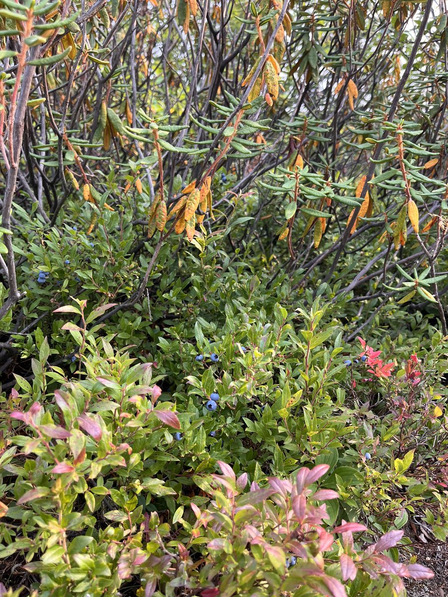 drCADuff's tweet image. Exploring Labrador West on foot &amp;amp; bike. Spotted blueberry patches &amp;amp; couldn’t resist the taste of wild berries.🫐