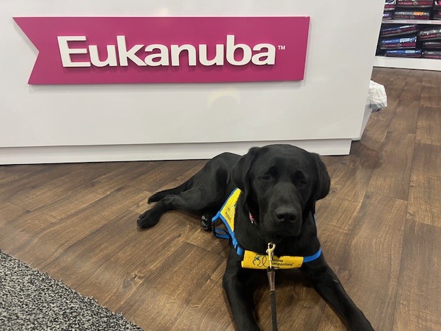 canineorg's tweet photo. We had a great time this week with @eukanuba at #SUPERZOO in Las Vegas! 🙌 We loved meeting attendees at the booth and sharing our mission together. 🐾
#Eukanuba #CanineCompanions #conference #partnership #LeadWithIndependence #FueledByEukanuba https://t.co/yqzBDdKbuT