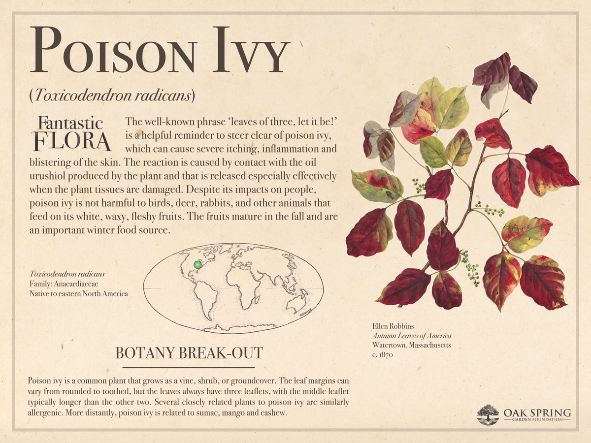 Happy #FantasticFloraFriday! Today's infamous plant may strike fear into the hearts of anyone who likes to venture off path in the woods.

For more vicious vines, visit fantasticflora.online.