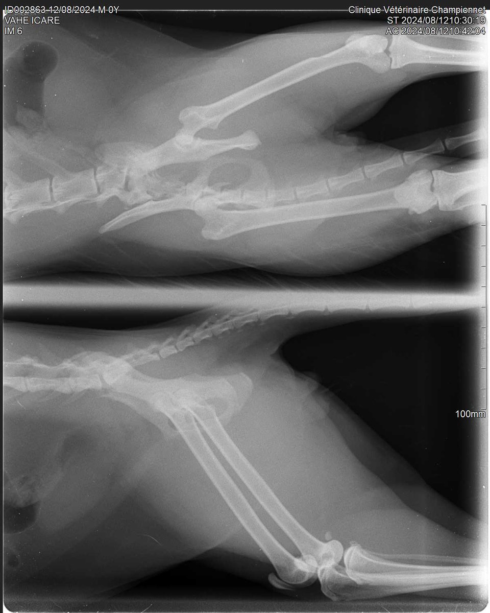 nico_vahe's tweet photo. Icare a eu un accident et s'est fait opéré ce jour.
Les soins vétérinaire ont dépassé tout ce que j'aurais pu imaginer.
Je fais appel à X pour aider le financement de ces frais médicaux... Merci pour votre aide 
https://t.co/bN1u0bsygE
#chat #aide #sos #SOSChat #AmoureuxDesChats https://t.co/gCrnjHv0OE