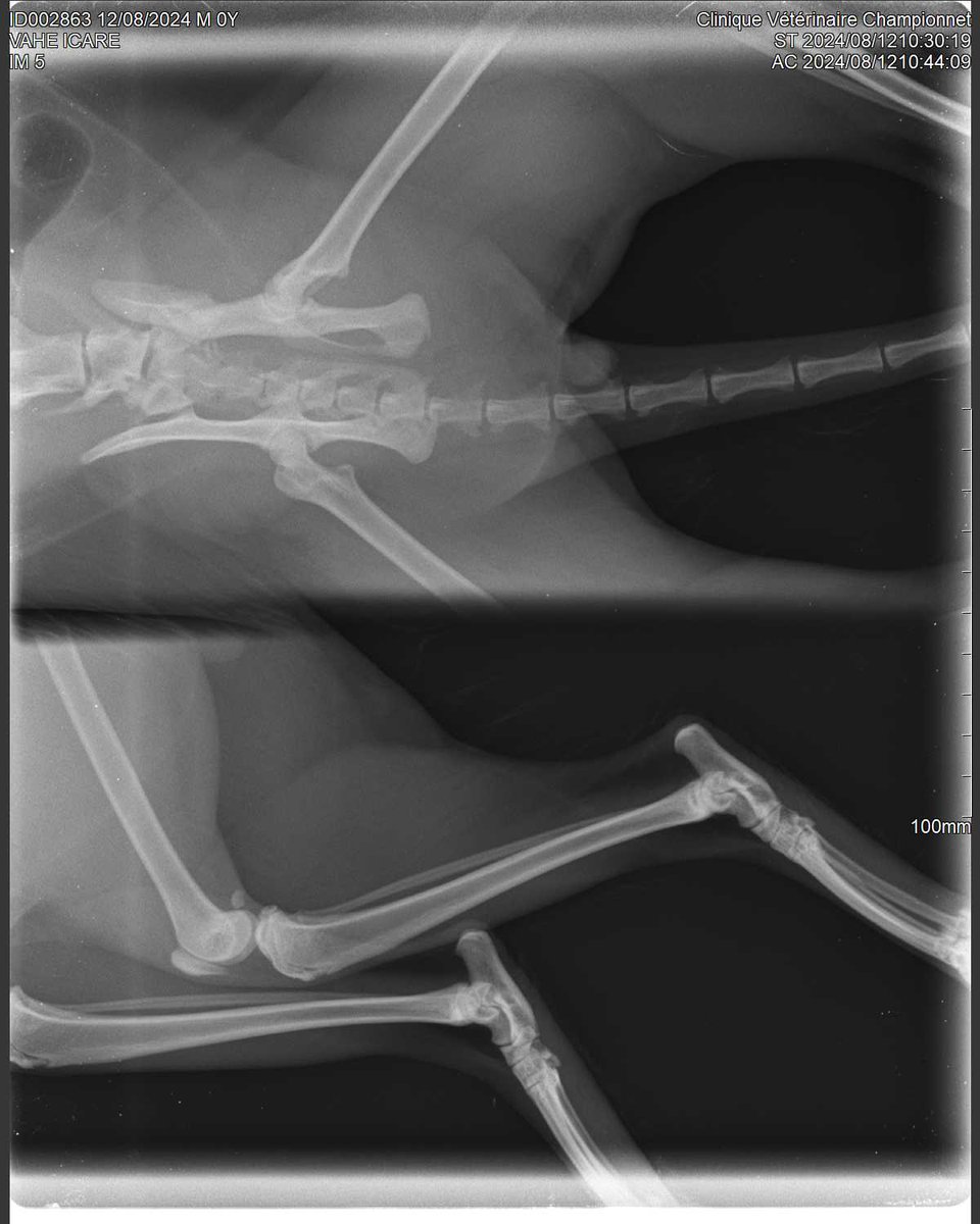 nico_vahe's tweet photo. Icare a eu un accident et s'est fait opéré ce jour.
Les soins vétérinaire ont dépassé tout ce que j'aurais pu imaginer.
Je fais appel à X pour aider le financement de ces frais médicaux... Merci pour votre aide 
https://t.co/bN1u0bsygE
#chat #aide #sos #SOSChat #AmoureuxDesChats https://t.co/gCrnjHv0OE