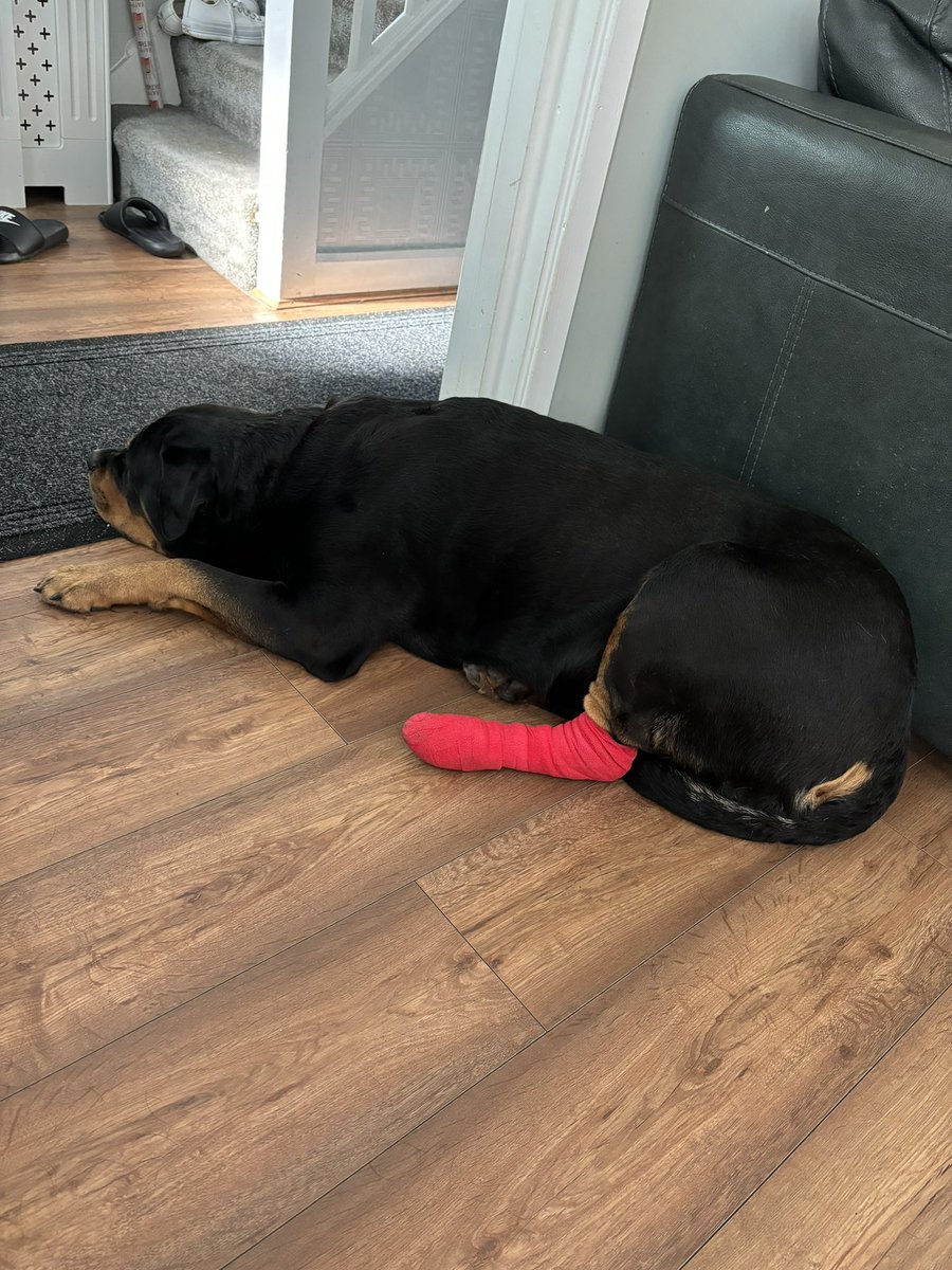 The big fella is upset that he didn’t get a blue bandage 🤕 🩵