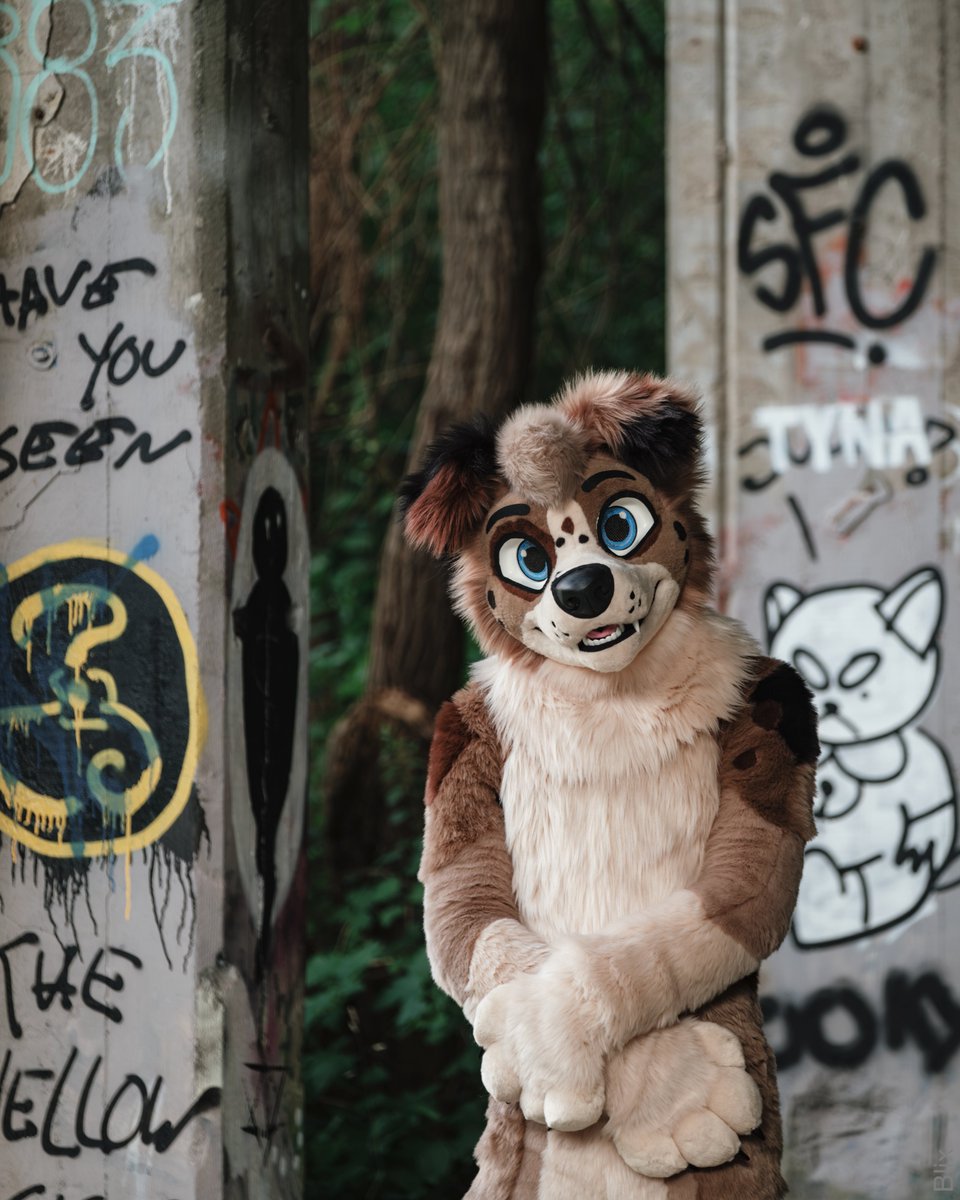 I’m definitely NOT buying 🎾 tennis balls on the black market. Move along, nothing to see here.

🧵 <a href="/AlphaDogsStudio/">Alpha Dogs</a>
📷 <a href="/SDoggo97/">Lenny the Shepdoggo🐾➡️EF29</a>

#fursuit #furry #FursuitFriday