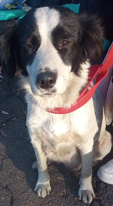 Tabyta201's tweet photo. 🚨📢👉Ella es nena hoy vuelve a la calle se castro se ,vacuno y bueno se lleva con perros y gatos solo le tiene miedo algunos niños no se que le pasó en su vida a nena tiembla cuando los ve no a todos súper buena la devuelven por qué es más grand de lo que creía me 😢 https://t.co/yVWqHmlZ69