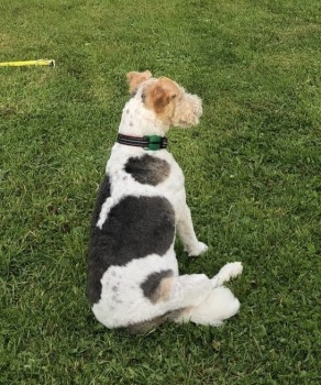 millypod1's tweet photo. SNOOPY HOME SAFE. THANKS FOR RT's 😊🐕🐾

🆘10 AUG 2024 #Lost SNOOPY #ScanMe
White, Grey, Tan Fox Terrier Male 
Valentines Park, Cranbrook Road #Ilford #IG2 https://t.co/VLdWUIP6xF https://t.co/EsBQYUoDoe
