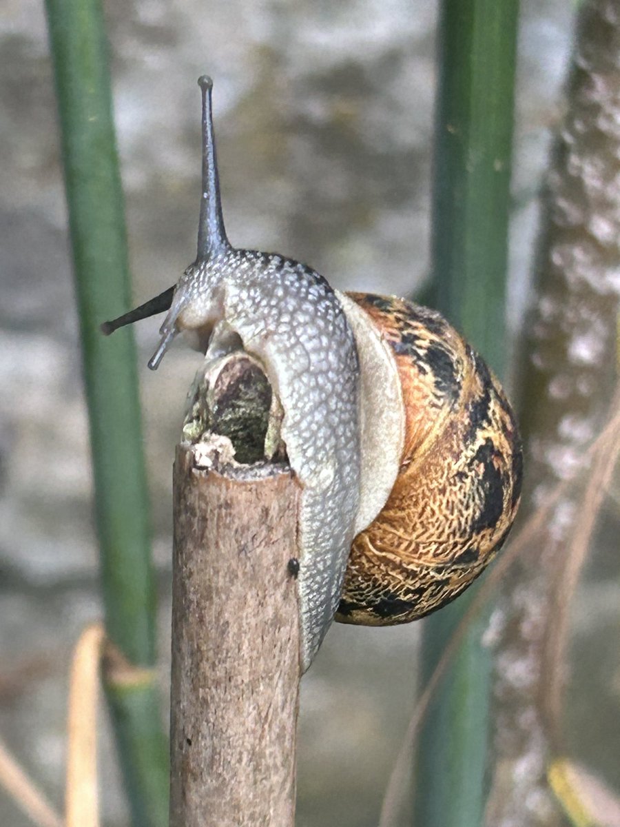 On a toujours à apprendre de la nature.. qui va doucement va loin.. ou haut 🆙 🐌🫶