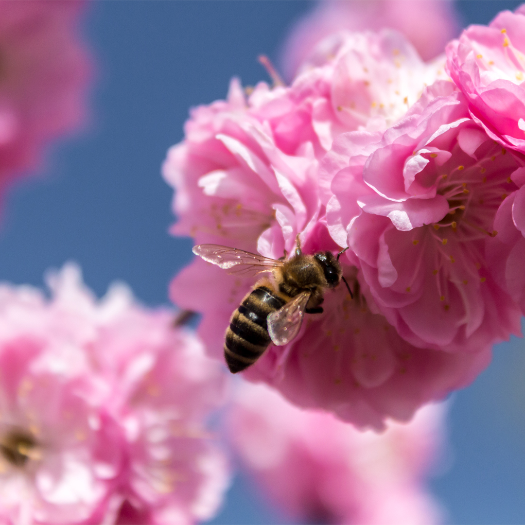 InspectionCanFR's tweet photo. đą Nouveau blogue Cultiver la science! đ
đą DĂ©couvrez comment lâ#ACIA et lâ@AAC_Canada utilisent les abeilles mellifĂšres pour surveiller les phytovirus : https://t.co/IjqbngWjCI
#ScienceACIA #JournéeNationaleDeLAbeille https://t.co/mMVI3TEhYA