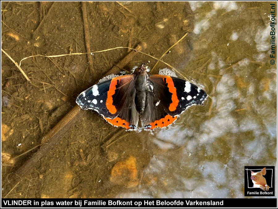 FamilieBofkont's tweet photo. RED EEN VLINDER

'Vlinder in plas.
Gauw op balk gezet.
Was ik nog op tijd?'

Lees &amp; kijk verder:
https://t.co/P0rp1Np8zr

#vlinder #gered https://t.co/YI6XkWN86t