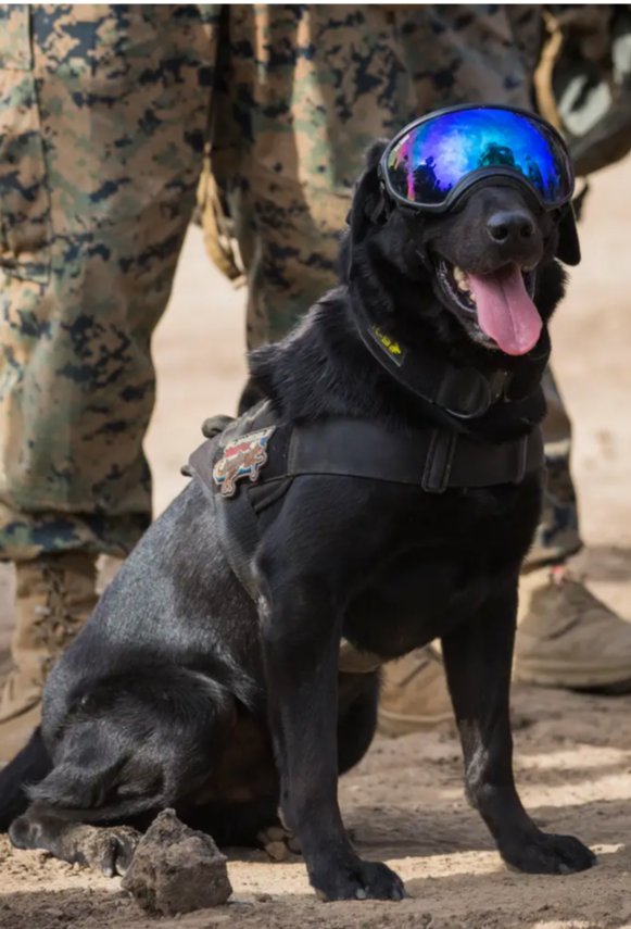 LegionD11's tweet photo. On #REDFriday don't forget our 4-legged heroes. If you can, donate to @ProjectK9Hero. If not, spread the word. #REDDFriday https://t.co/lEzb6Zp53n