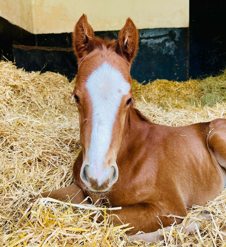 NatStudStallion's tweet photo. Foal 👉 Yearling  🥹

#NSconsignment #NSboarding https://t.co/WzMpDLEXcW