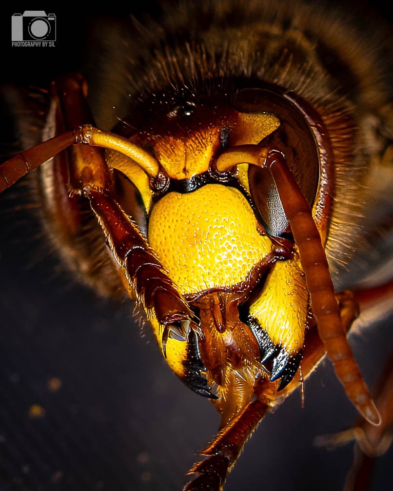 Raversillie's tweet photo. Some of the work I do for my nature photography account https://t.co/gcypaRlGPH https://t.co/M2sAVfHUzL