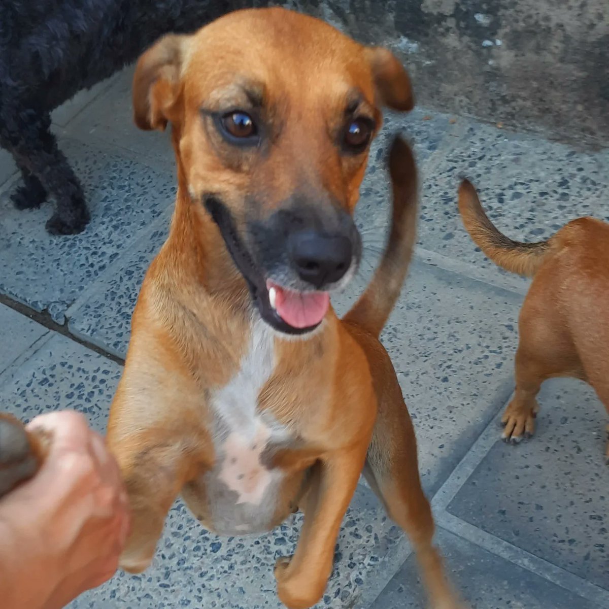 Jessica procura uma família!

Continuamos na luta nesses 3 anos tentando a adoção da caramelo mais maravilhosa que existe! Jéssica!

Ela esbanja amor e carinhos e tá cansada de viver num quintal. Bora mudar a vida dela?

ADOTA ou COMPARTILHA!

Contato 8199457-6749

RECIFE-PE