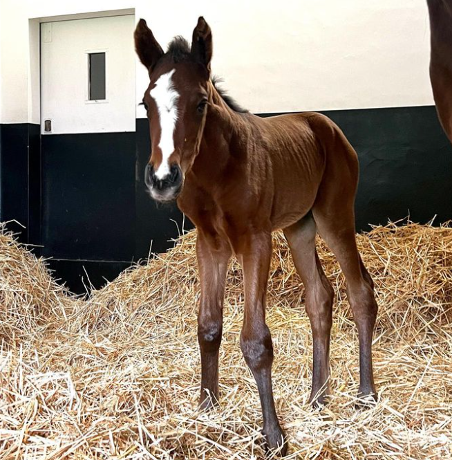 NatStudStallion's tweet photo. Foal 👉 Yearling  🥹

#NSconsignment #NSboarding https://t.co/WzMpDLEXcW