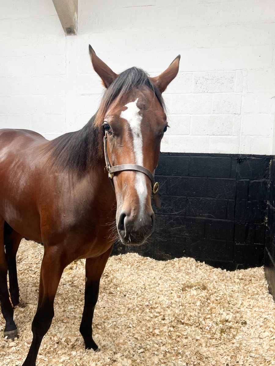 NatStudStallion's tweet photo. Foal 👉 Yearling  🥹

#NSconsignment #NSboarding https://t.co/WzMpDLEXcW