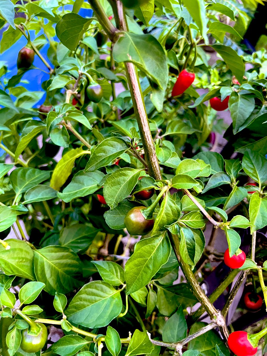 My parents’ garden. 💕🪴