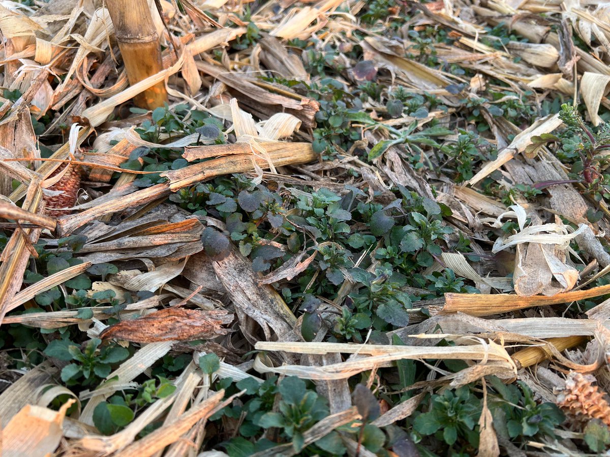 Consultora Más Hectáreas tweet media