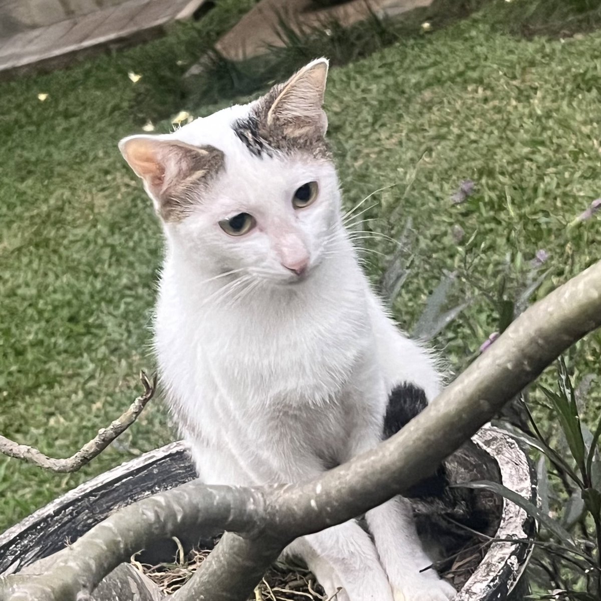 mw memamerkan meng muka pongo fakultas ku