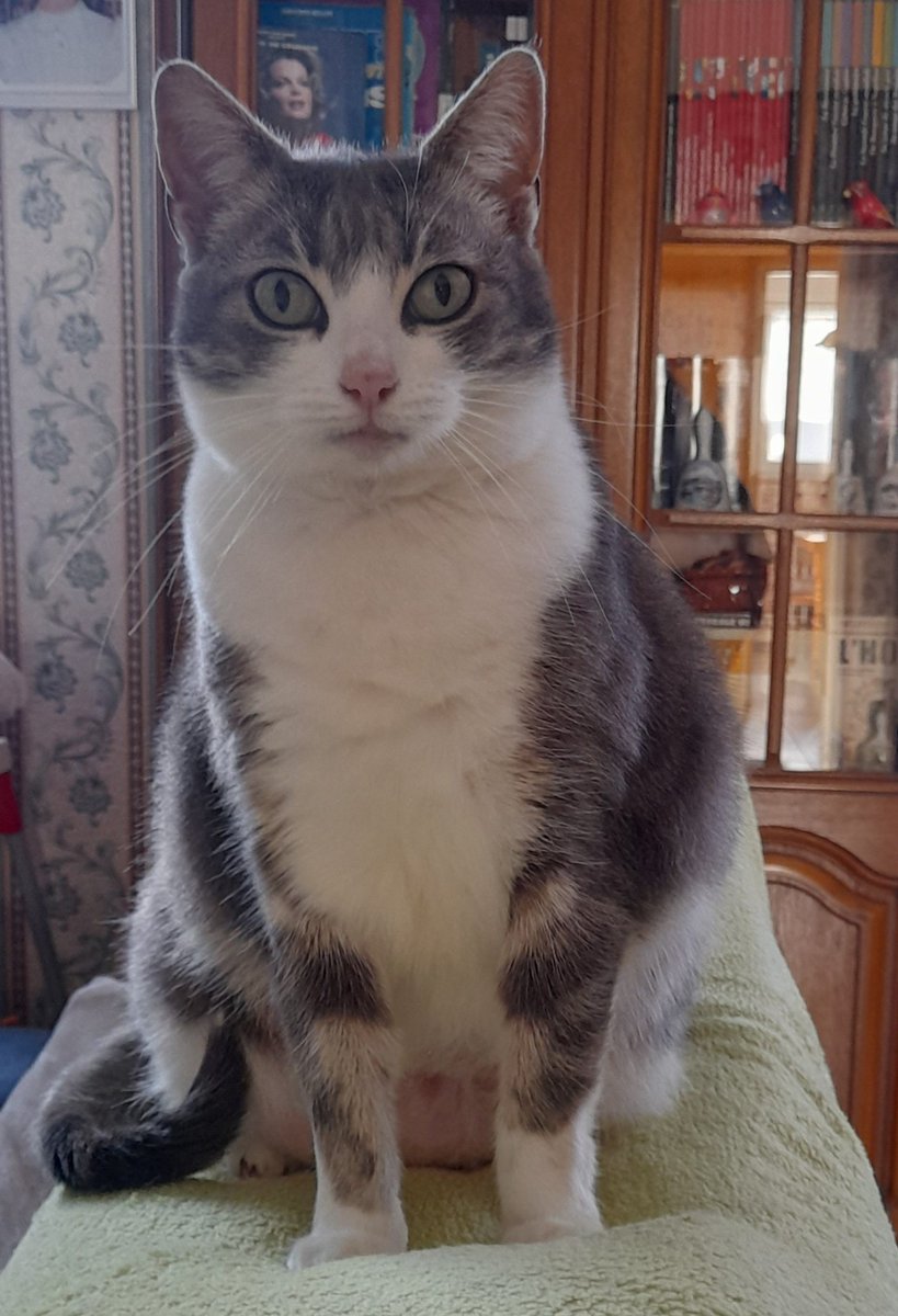 1 mois et 3 jours que tu as rejoins le paradis des animaux. 🕊
Je pense tout les jours à toi ma petite Minette, tout de toi me manques, les endroits où tu avais l'habitude de t'y installer me semble vide et triste.
Bisous mon bébé Ange.✨️😔💞
