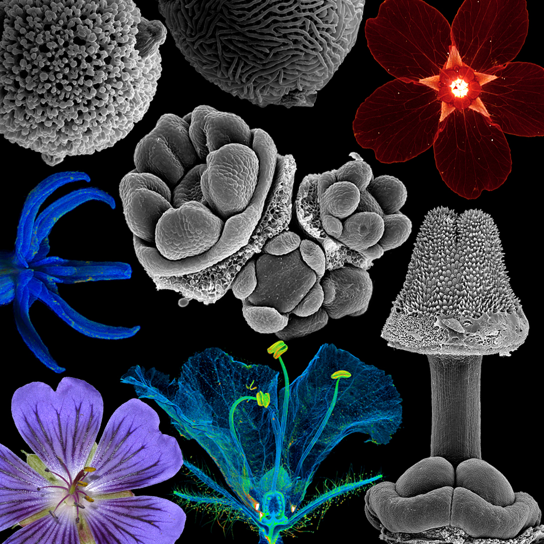Botanical Society of America (@botanical_) on Twitter photo Check out this new #AJB essay!
Comparative morphology at a crossroads
By Julius Jeiter & <a href="/smets_erik/">Erik Smets</a>
doi.org/10.1002/ajb2.1… #botany #evolution #phylogenetics #plantsystematics #TreeOfLife <a href="/wileyplantsci/">Wiley Plant Science</a> Check out this new #AJB essay!
Comparative morphology at a crossroads
By Julius Jeiter & <a href="/smets_erik/">Erik Smets</a>
doi.org/10.1002/ajb2.1… #botany #evolution #phylogenetics #plantsystematics #TreeOfLife <a href="/wileyplantsci/">Wiley Plant Science</a>