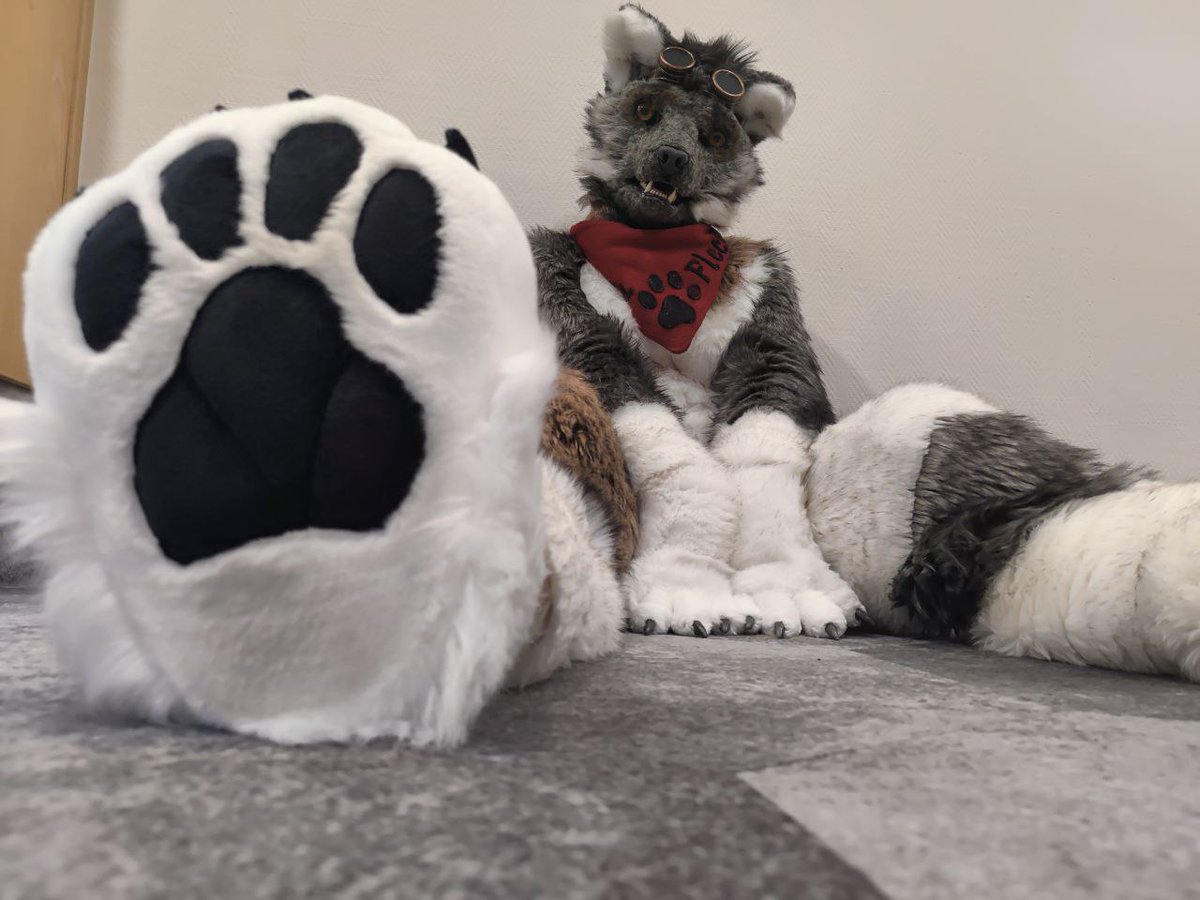 Wolf got some new Paws for this #FursuitFriday at the #east12
Thank you <a href="/BeastLabsSuits/">BeastLabs Fursuits</a> for those great fluffy new beans!