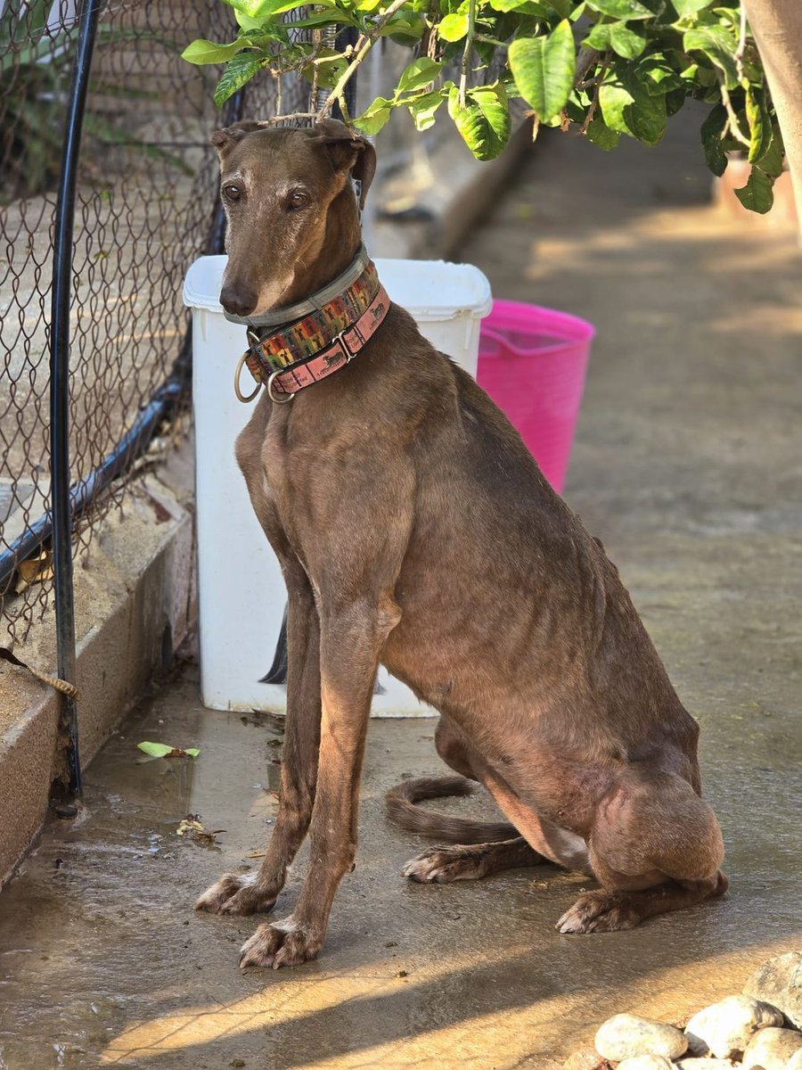 112 Carlota Galgos tweet media