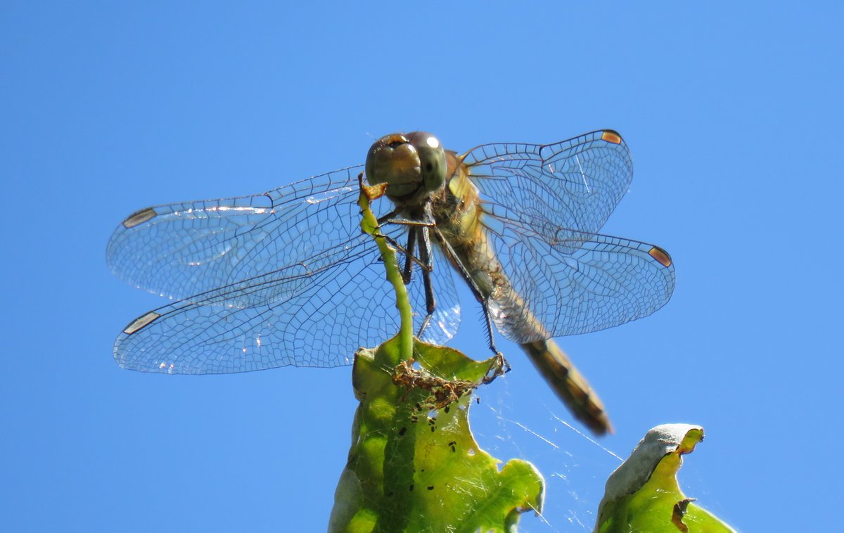 Mark Elsoffer tweet media