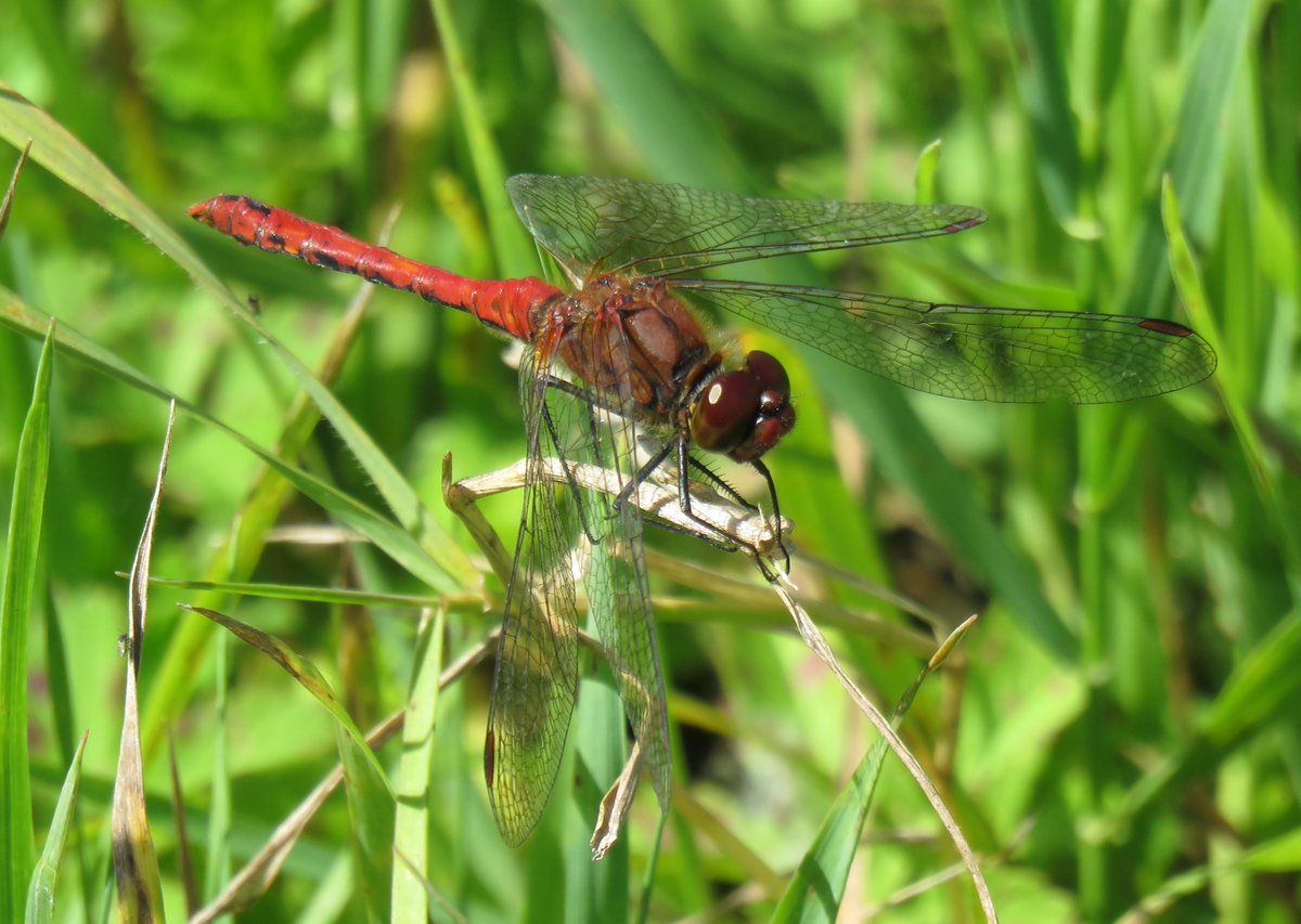 Mark Elsoffer tweet media