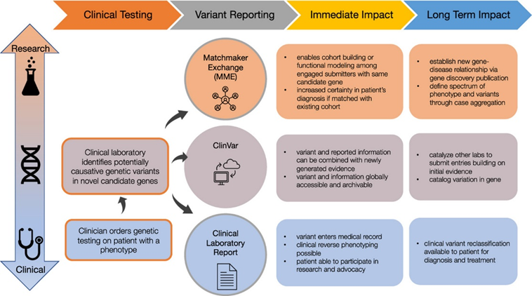 Heidi Rehm (@heidirehm) on Twitter photo As part of <a href="/GREGoR_research/">GREGoR Consortium</a> , we are excited to announce new guidance to encourage clinical labs to report novel candidate genes during clinical testing. We give criteria for triaging, sharing, and reporting novel genes through various methods. authors.elsevier.com/c/1jcDA3vlFV4E… As part of <a href="/GREGoR_research/">GREGoR Consortium</a> , we are excited to announce new guidance to encourage clinical labs to report novel candidate genes during clinical testing. We give criteria for triaging, sharing, and reporting novel genes through various methods. authors.elsevier.com/c/1jcDA3vlFV4E…
