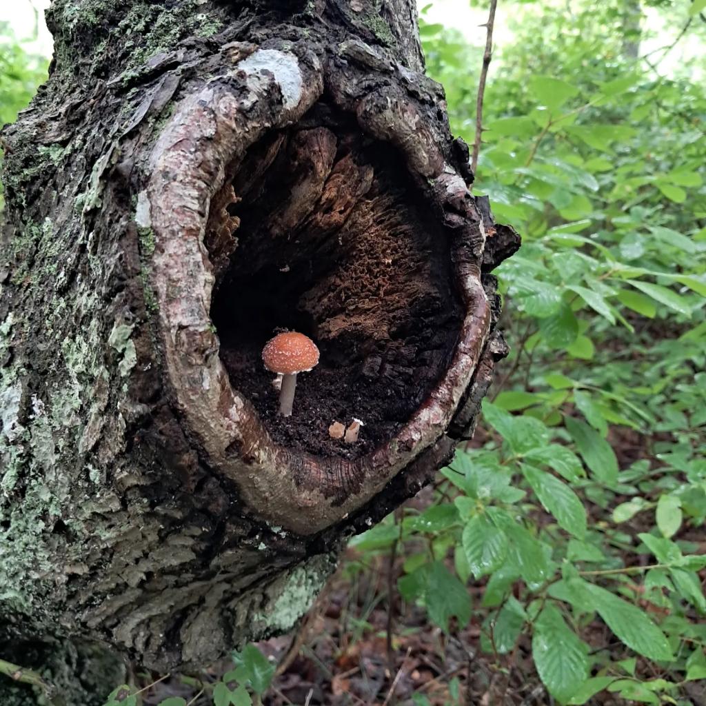 The_SquareHead's tweet photo. 🍄 https://t.co/rgvOcFTE9s