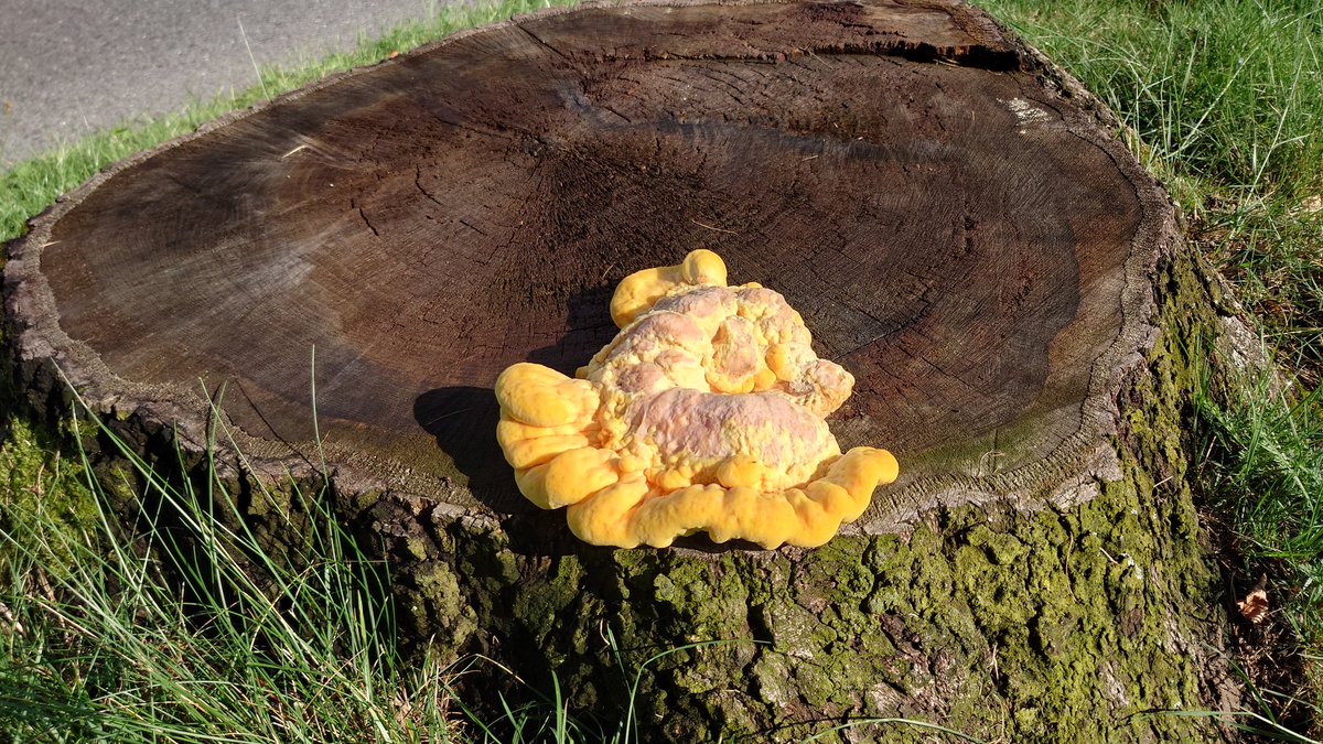 Du gemeiner Schwefelporling!!! 
Ich liebe Pilze und Pilznamen 😁