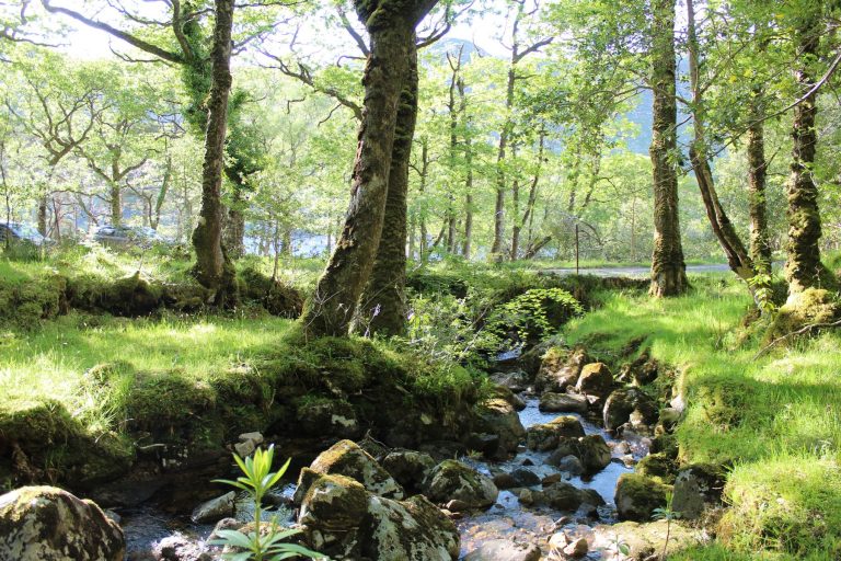Woodlands of Ireland (@woodsofireland) on Twitter photo The <a href="/woodsofireland/">Woodlands of Ireland</a> Conference 2024 takes place from Tues Oct 1st to Thurs Oct 3rd 2024 at the International Scouting Centre, Castle Saunderson Co. Cavan.
The main themes of the conference are:
1/3
#woodlandsofireland The <a href="/woodsofireland/">Woodlands of Ireland</a> Conference 2024 takes place from Tues Oct 1st to Thurs Oct 3rd 2024 at the International Scouting Centre, Castle Saunderson Co. Cavan.
The main themes of the conference are:
1/3
#woodlandsofireland