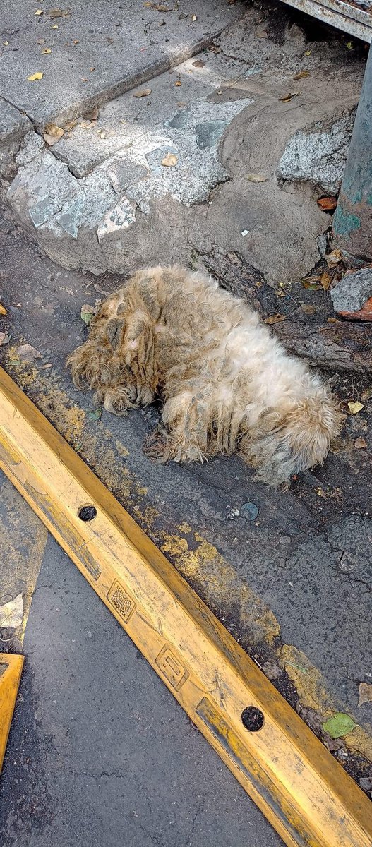 HELA_MORE's tweet photo. Amigos una chica ayer rescató a este pequeño (ya está en la veterinaria) pero no lo puede resguardar por mucho tiempo en su casa y necesita un hogar temporal con urgencia
Ya es viejito y está casi cieguito de un ojito
Está en CDMX,pero se traslada hasta dónde lo pueden resguardar https://t.co/ahxhxcMe9D