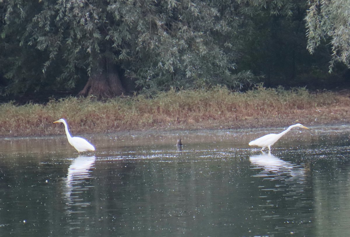 Daryl Rhymes tweet media