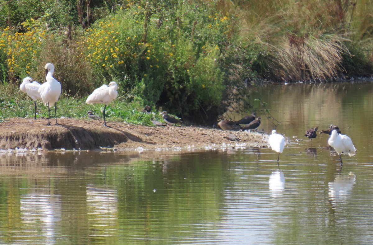 Daryl Rhymes tweet media