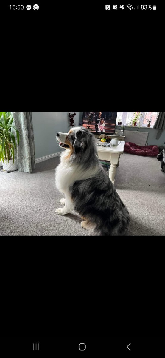SR_Astartes's tweet photo. 6 months after we lost Poppy due to a seizure I wouldn't believe it would be happening again Jimmy our fuzzy little rat, the barking grumbling little idiot was diagnosed with inoperable cancer. He's now gone so no more pain. If you have pets at home give them some love from me https://t.co/tlglyAlMgm
