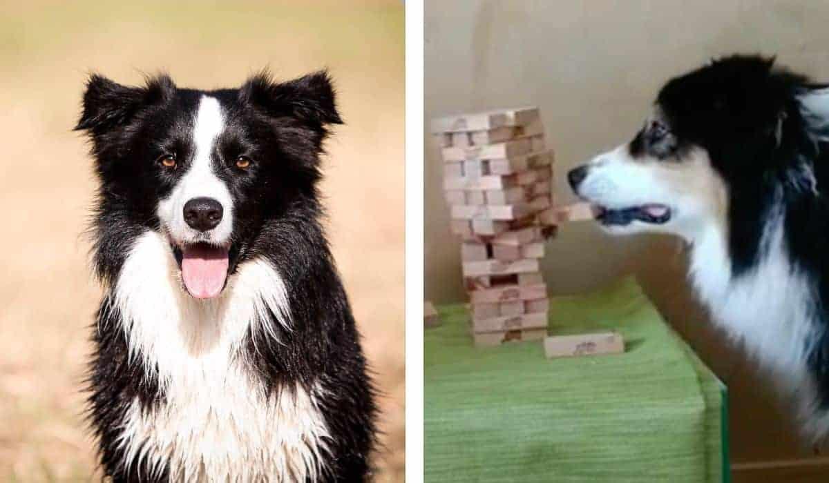 Watch a Border Collie play Jenga – a testament to their intelligence and agility! animalsaroundtheglobe.com/border-collie-…