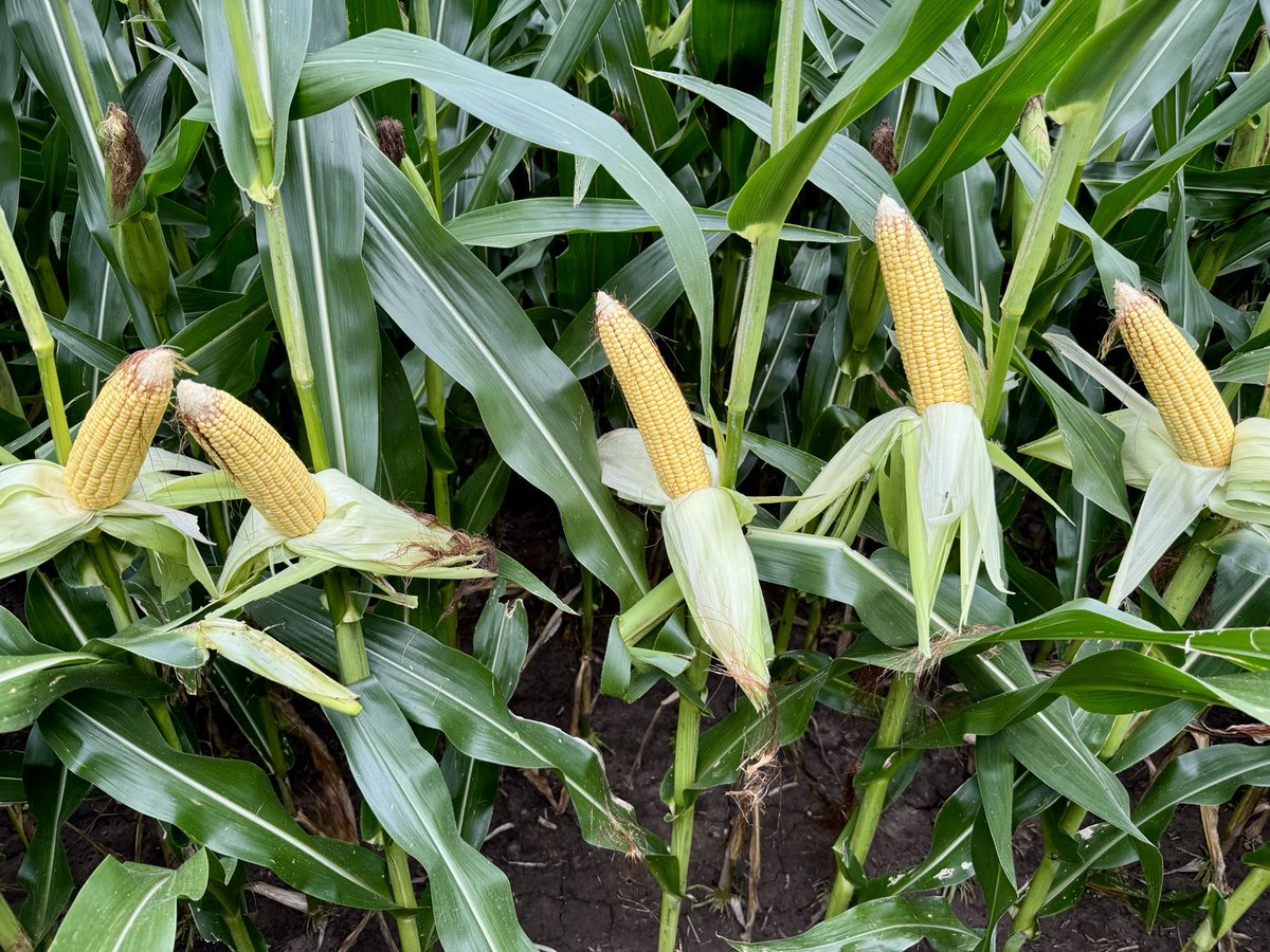 W7870 is going to have another great year. 42k planted pop 39k harvestable ears. Average ear size 34x16.4. We just got 2 inches of rain last night. 2nd fungicide pass went on last week. Will we bushel are way out of this crap market? depends on the kernels it takes to get a bu!