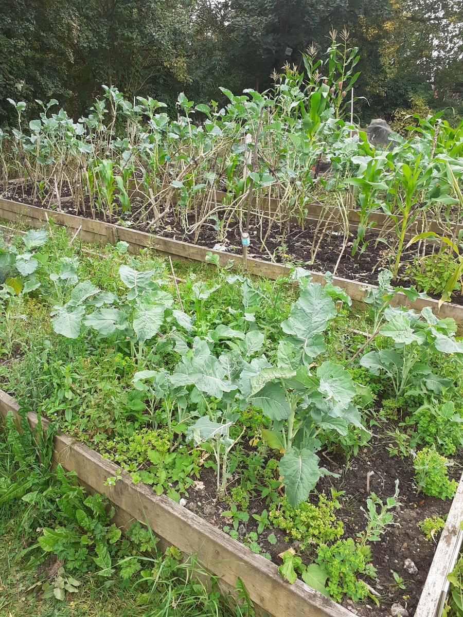Some photos from the BBQ yesterday at Albert Park Allotments. Great to talk to the allotment holders and to see what they are doing, and to see so many people come along and enjoy themselves. #nationalallotmentsweek #climateaction #allotment