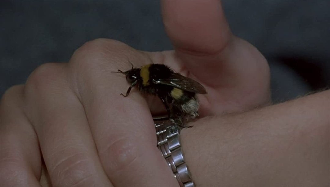 TheCinesthetic's tweet photo. phenomena (1985), dir. dario argento https://t.co/6KHf6XFqU5