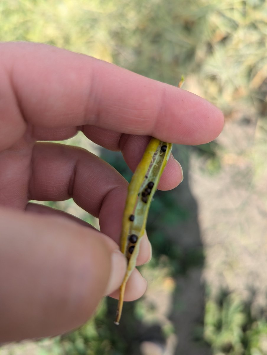 Scouting in the #canola plots with Lighthouse singing in my ear about #SunnyDays!
Can't get much better on a Friday!

#ocrcnl #researchnorth #uofg #ontag